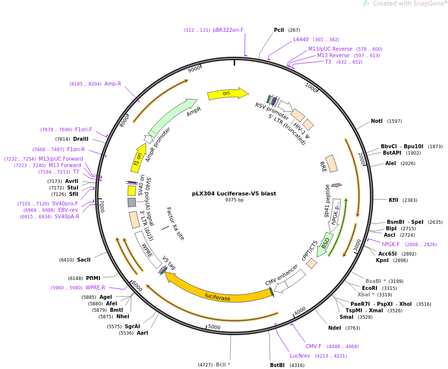 pLX304 Luciferase-V5 blast质粒图谱